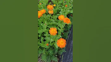 Это шок! 🧐Какая бывает Календула! 🌺🌺🌺👍👍👍