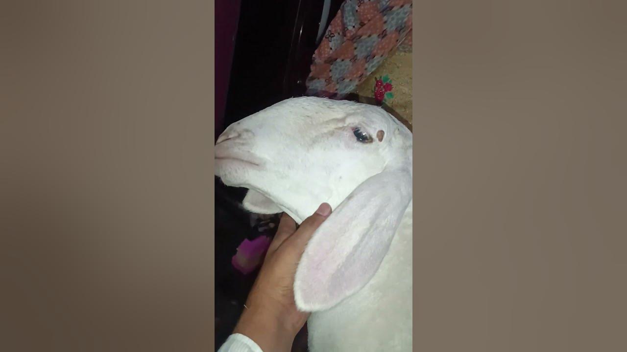😭 miss you beta bakraeid #bakraeid 7 jun 6 2025