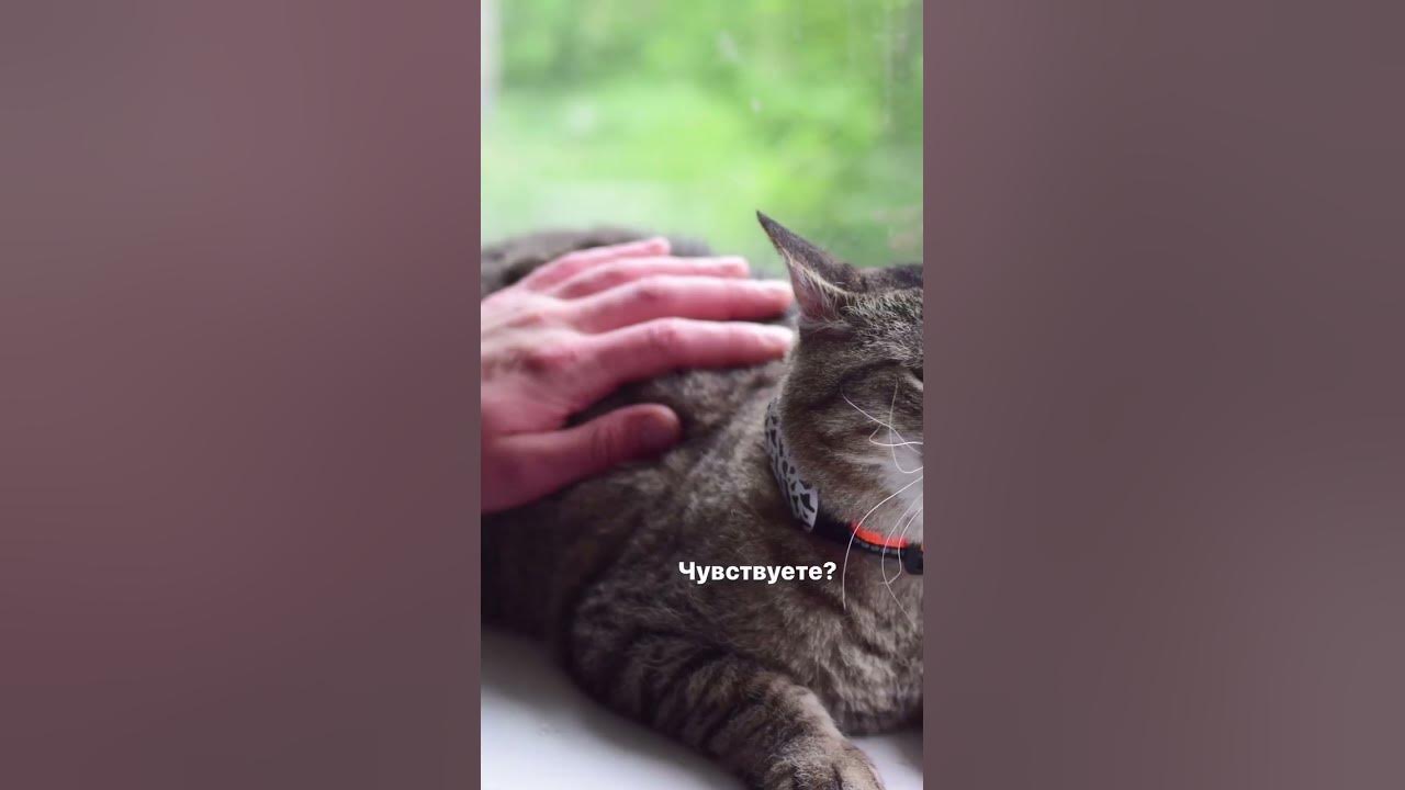 GPS-трекер Petsee 4G Cats для котиков и их спокойных владельцев! WB ...