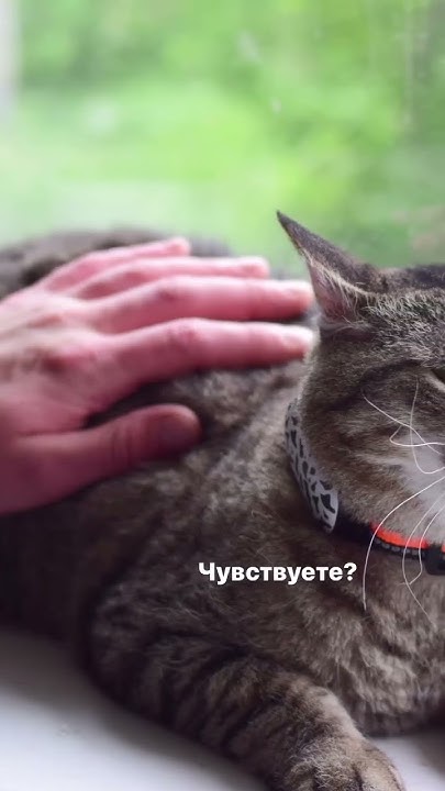 GPS-трекер Petsee 4G Cats для котиков и их спокойных владельцев! WB ...