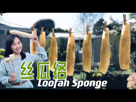 【种植51】丝瓜络的制法 和 它的6种用途  How loofah sponges are made and 6 ways to use luffa sponges