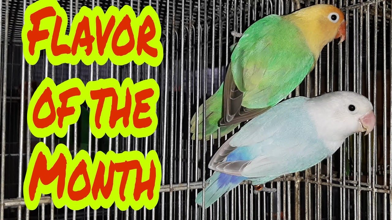 Flavor of the Month Dillute Mutation