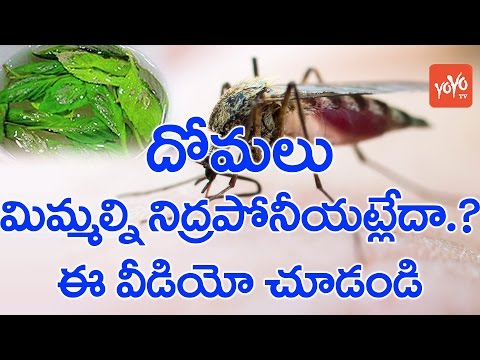 ఈ చిట్కాలు పాటిస్తే మీ ఇంట్లో దోమలు పరార్! Natural Home Remedies To Keep Mosquitoes Away | YOYO TV