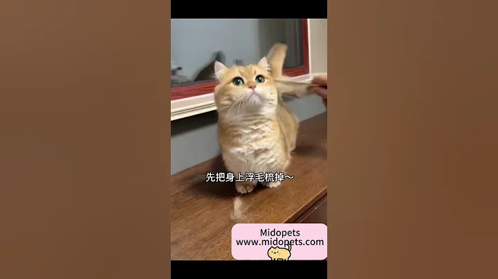 Video 8446901: cats catlover pets, cat bathing pets, cutie pets