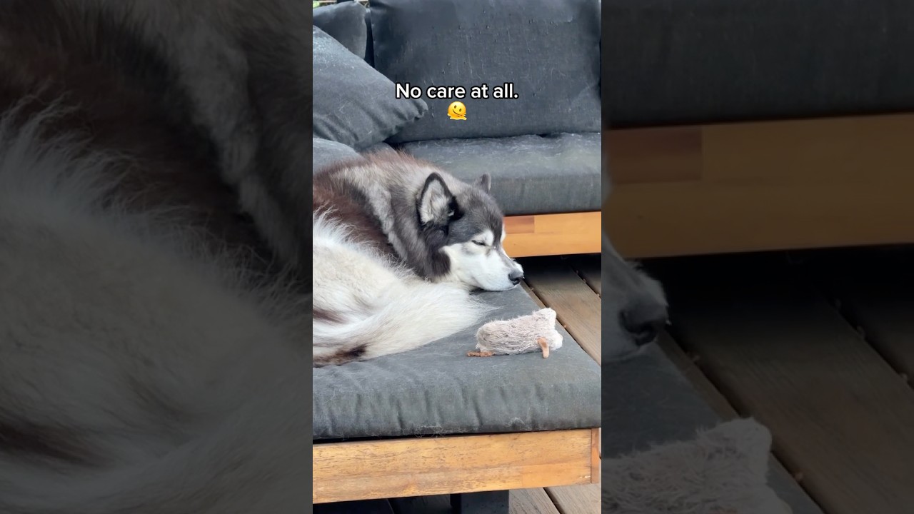 I can’t believe I’m saying this, but sometimes I wish Huskies were a little ✨less chill.✨ 🐺⛈️🥱