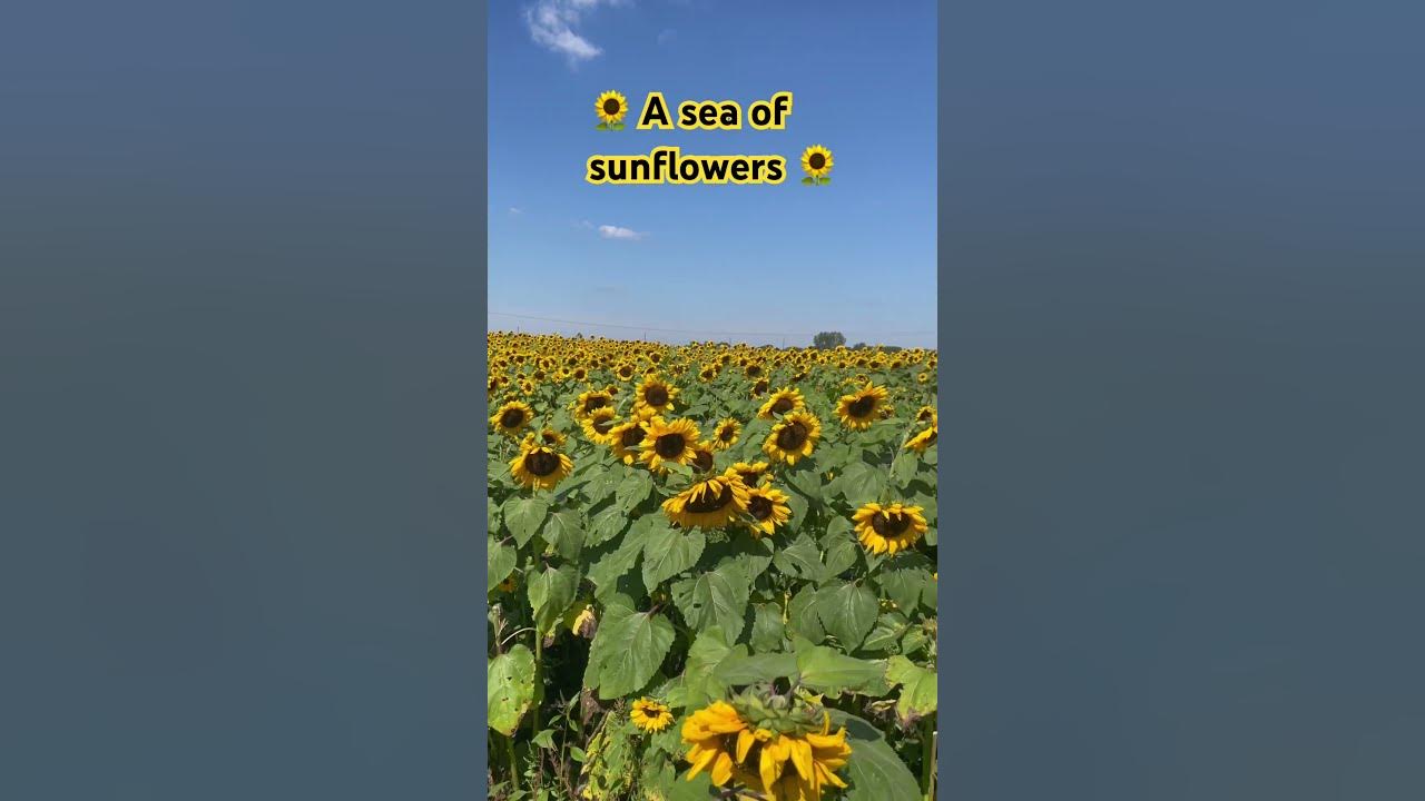 Wildflower Farm in Monee IL. Stop by for the Fall Festival happening