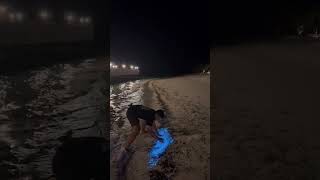 Guy Found Bioluminescent on a Shore Then Threw Some in the Air