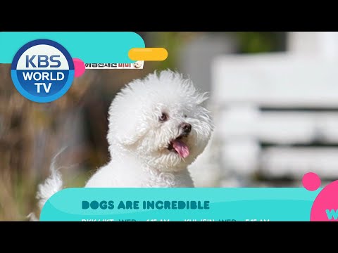 Weekly <strong>Pick</strong> [Stars&amp;#39; Top <strong>Recipe</strong> at Fun-Staurant / Boss in the Mirror / Dogs Are Incredible]