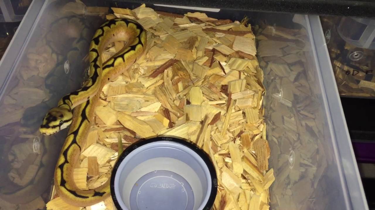 handling yourself in success and failure 2016 Ball Python Collection Update New Gene/ Rare Gene