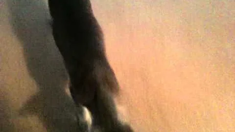 Video 4147211: oriental shorthair cat playing, cat playing fetch