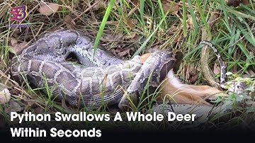 Python Swallows A Whole Deer Within Seconds | 3 Min News