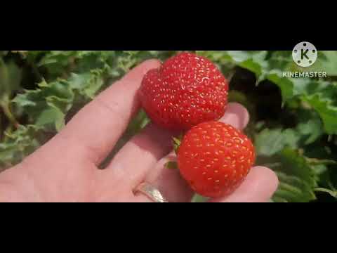 How to pick strawberry and how to eat...