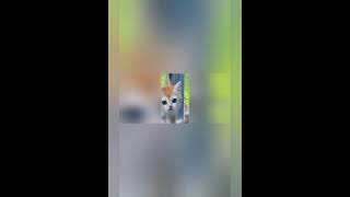 New Funny Animals 2023😍😄 Funniest Cats and Dogs 🐈 🐕