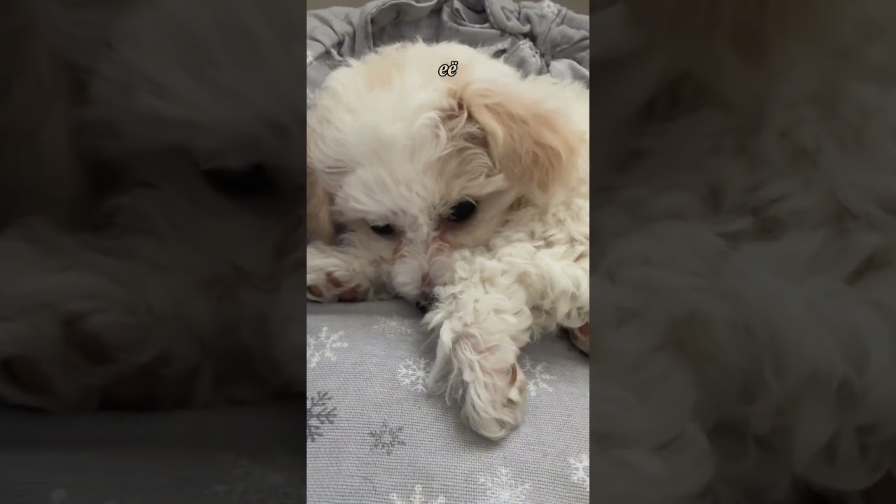 Сохраняй артикул WB-  