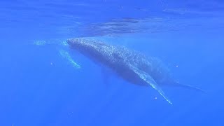 Observation des baleines à bosse à la Réunion en snorkelling