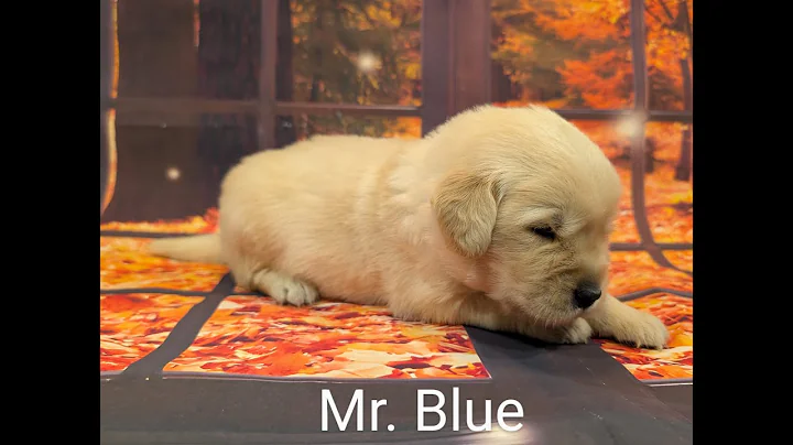 Golden Retriever Pups at 3 Weeks Old