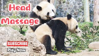 No One Can Refuse Panda's Head Massage | Ipanda