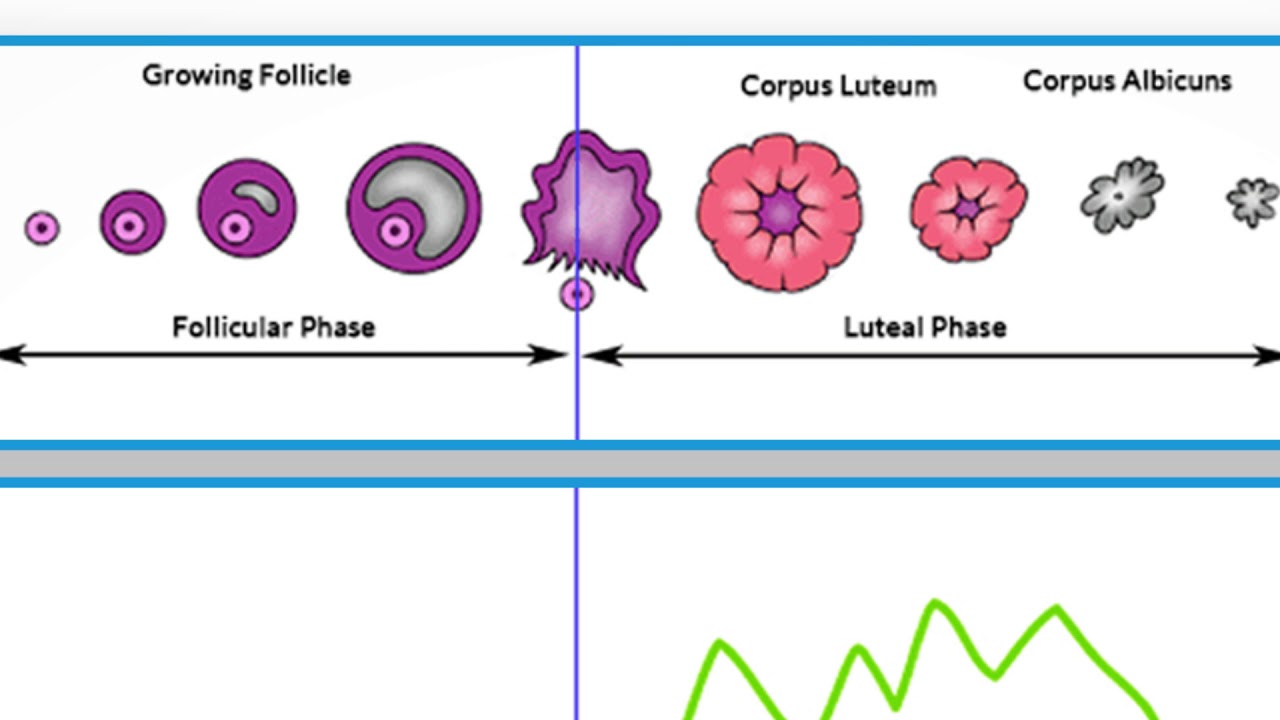 Part 8 Basal Body Temp YouTube part-8-basal-body-temp-youtube