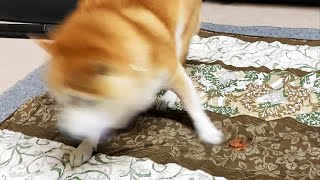 おやつが気に入らず無双乱舞する柴犬