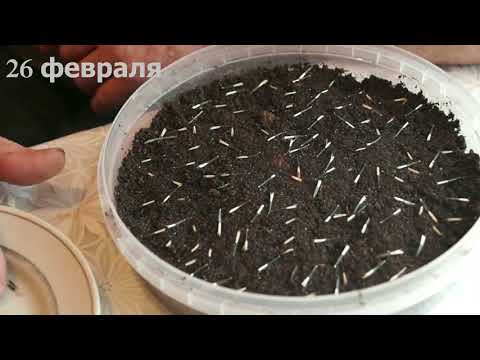 Выращивание рассады. Бархатцы. Мамин огородик