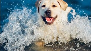 Amazing Dog Harmony: Puppies & Adult Dogs Make Music from Real Sounds