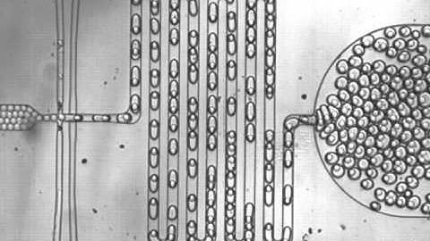 ARAbate aperiodic microgel encapsulation from arching