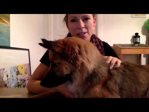 Video: Misdannelse I Ryggraden Hos Hunder