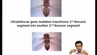 Mod-07 Lec-26 Homeotic genes