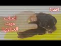 ليه الجراوي بتموت بعد ما بتتولد شرح علي جراوي روتوايلر ليه الجراوي بتموت بعد ما بتتولد شرح علي جراوي روتوايلر