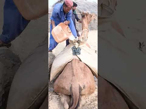 في رمال الصحراء المحترقة وتحت شمسها الحارقة يصبح الجمل أفضل رفيق للإنسان وسند ا للحياة