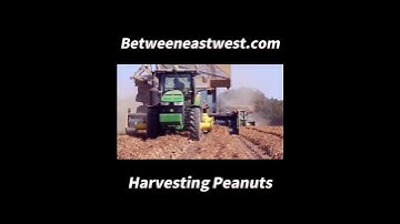 Digging Peanuts, Harvest Peanuts, PickingPeanuts