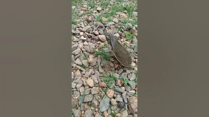 First time seeing a Soft Shell Turtle