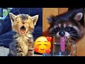Aww Cute Pets Tik Toks Compilation Try Not To Laugh