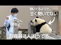 ほぼコントw自由すぎて飼育員さん困らせてる😂言うこときかない子パンダ楓浜の帰宅劇場🍁