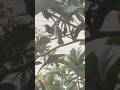 ムクドリのヒナ、ビワをもらう^_^ #ムクドリ　#animals #shortvideo #shorts