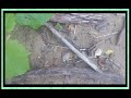 Ohio River Archaeology - Arrowhead Hunting - Color Changing Arrowheads - History Channel - Native -