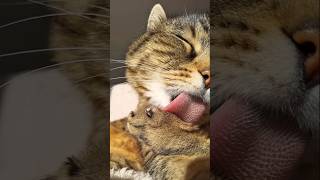 Misti Koh - Misti The Charmer 💝 This song is available on all the music platforms🎶 #cat #cute #blues