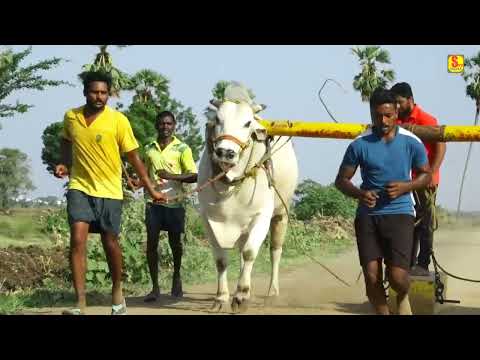 సింహం ఎక్కడన్నా సింహామే ...|| RK BULLS ||