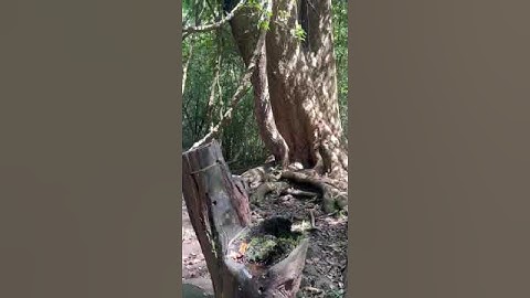 Cây cổ thụ tại vườn quốc gia Nam Cát Tiên