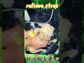 Listen! The pet cleaning is in progress.#relaxation #pets #asmr #dog #comfort