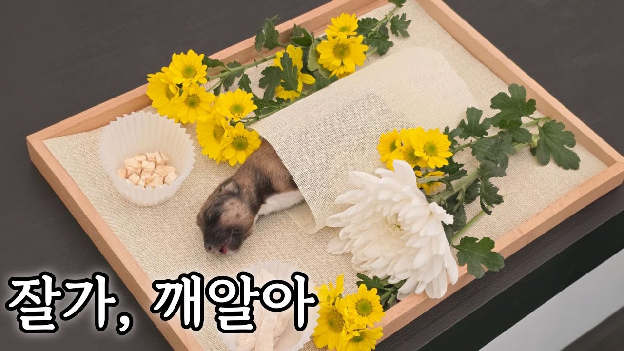 레아가족임보일기#2ㅣ태어난지 9일만에 별이 된 머리뼈가 없이 태어난 아기강아지ㅣ1인가구 임시보호 #유기견임보