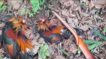 yo hav zoov cuab qaib qu lom zem heev.30/4/2021