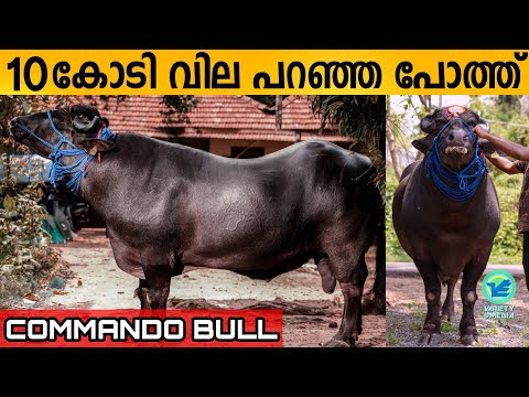 Commando Bull | One of the biggest buffalo in India | Kerala | 10 crores fancy price | Variety Media