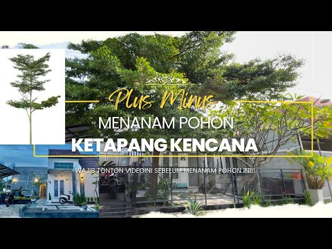 Kelebihan dan Kekurangan Pohon Ketapang Kencana