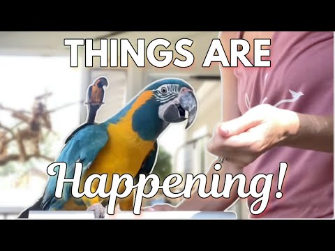 Things are happening with these birds!!! | Zip & Zoom Series Ep. 12