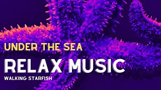 🟣 Beautiful Starfish Walking Under The Sea + [Relaxing Music] screenshot 1