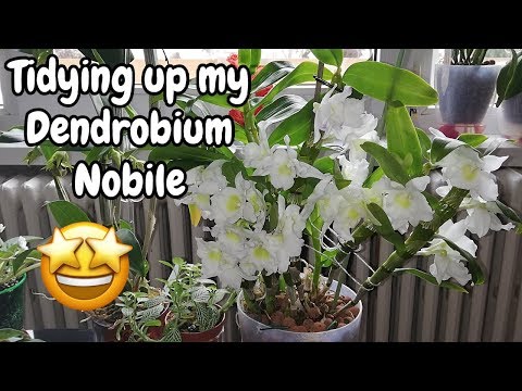 فيديو: Dendrobium Nobile Orchid (50 صورة): قواعد الرعاية المنزلية وطرق انتشار الأوركيد. ماذا تفعل بعد الازهار؟ التفاصيل الدقيقة للزرع