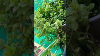 #organicfarming#garden #funny #flowers #funny #motivationalvideo #plant care tips#gardening #funtime