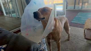 The Best Pets and Cute Animal Moments | 45+ Minutes!