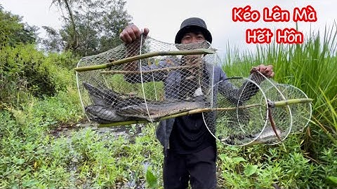 Chỉ Một Đêm Đặt Lờ Ở Ruộng Lúa – Kéo Lên Toàn Cá To Không Tưởng!